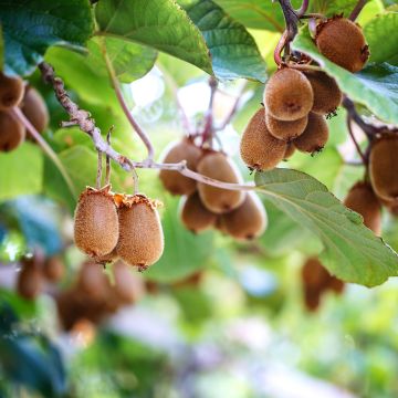 Actinidia chinensis - Chinesischer Strahlengriffel