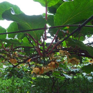 Actinidia chinensis Golden Delight (Männlich) - Chinesischer Strahlengriffel