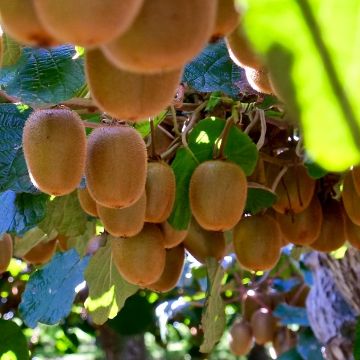 Kiwi femelle - Actinidia deliciosa Monty