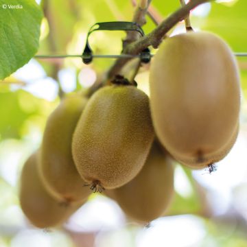 Actinidia deliciosa kiw'Happy (Weiblich)  - Chinesischer Strahlengriffel