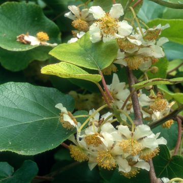 Actinidia deliciosa Kiw'Happy (Männlich) - Chinesischer Strahlengriffel