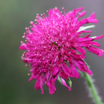 Witwenblume Mars Midget - Knautia macedonia