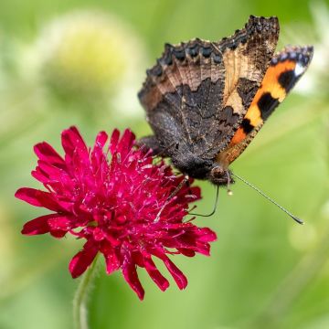 Witwenblume Red Knight - Knautia macedonia