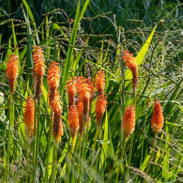 Fackellilie Alcazar - Kniphofia