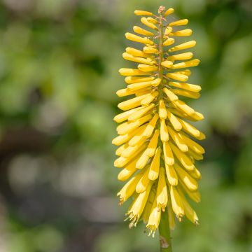 Fackellilie Dingaan - Kniphofia