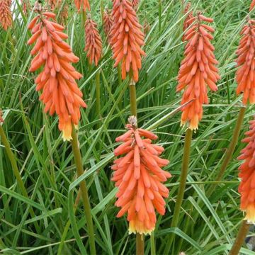 Fackellilie Elvira - Kniphofia