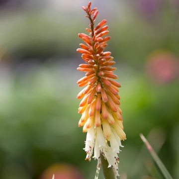 Fackellilie Flamenco - Kniphofia