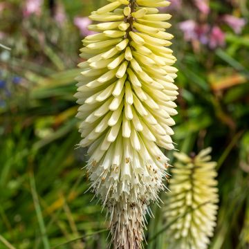 Fackellilie Ice Queen - Kniphofia