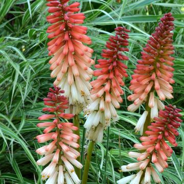 Garten-Fackellilie Orange Vanilla Popsicle - Kniphofia uvaria