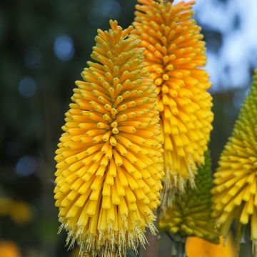 Kniphofia Percy s Pride - Tritoma jaune vert