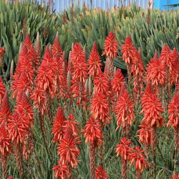 Fackellilie Red Rocket - Kniphofia