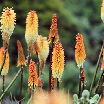 Fackellilie Tawny King - Kniphofia