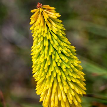 Fackellilie Wrexham Buttercup - Kniphofia