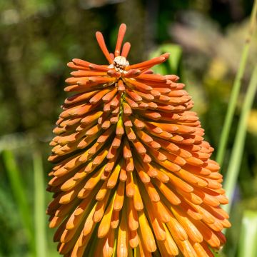 Kniphofia rooperi - Fackellilie