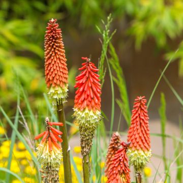 Kniphofia uvaria -Tritoma