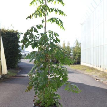 Savonnier orange - Koelreuteria paniculata Coral Sun