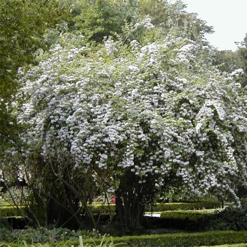 Kolkwitzia amabilis - Scheinweigelie