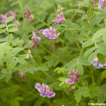 Schwarze Platterbse - Lathyrus niger