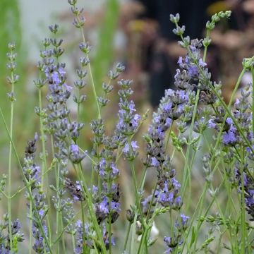 Lavandula intermedia Grappenhall - Provence-Lavendel