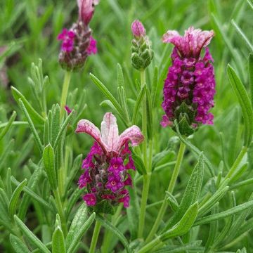 Lavandula stoechas Magical Posy Pink - Schopf-Lavendel