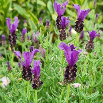 Lavandula stoechas Magical Posy Purple - Schopf-Lavendel