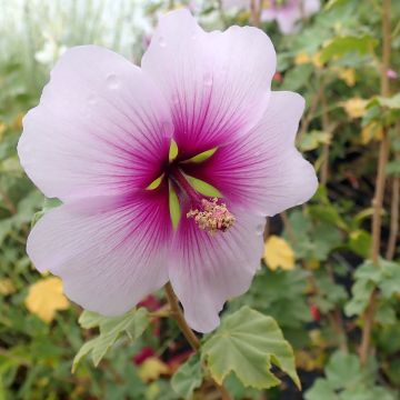 Malva subovata Princesse de Ligne - Strauchmalve