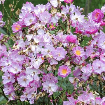 Rosa Lavender Dream - Bodendecker-Rose