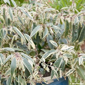 Traubenheide Whitewater - Leucothoe fontanesiana