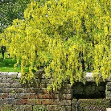 Laburnum alpinum Pendulum - Cytise des Alpes