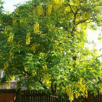 Laburnum watereri Vossii - Voss Goldregen