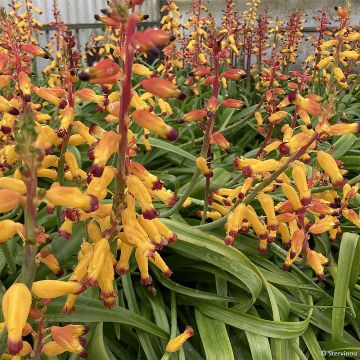 Lachenalia African Beauty Namakwa - Lachenalie