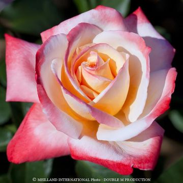 Rosa Laeticia Casta - Edelrose