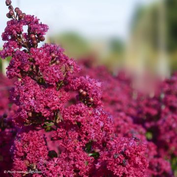 Chinesische Kräuselmyrte Braise d'Eté - Lagerstroemia