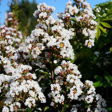 Chinesische Kräuselmyrte Neige d'Eté - Lagerstroemia