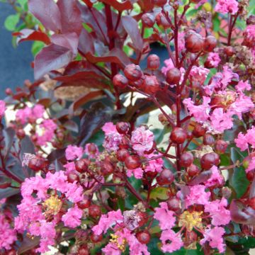 Chinesische Kräuselmyrte Rhapsody in PINK - Lagerstroemia