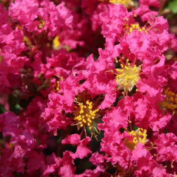 Chinesische Kräuselmyrte Bergerac - Lagerstroemia