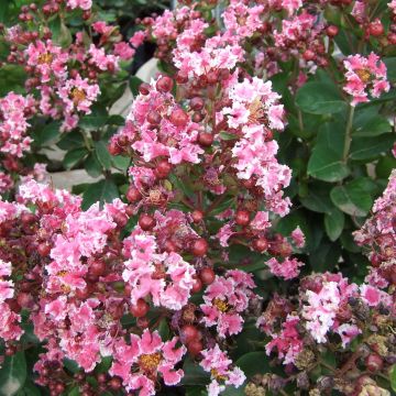 Chinesische Kräuselmyrte Berlingot Menthe - Lagerstroemia