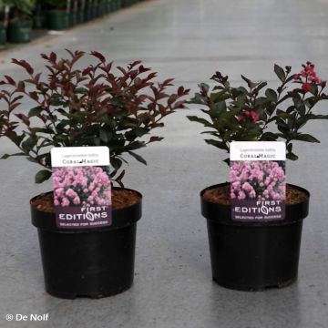 Chinesische Kräuselmyrte Coral Magic - Lagerstroemia