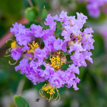 Chinesische Kräuselmyrte Cordon Bleu - Lagerstroemia