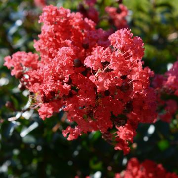 Chinesische Kräuselmyrte Play It Again Double Feature - Lagerstroemia