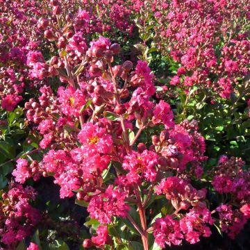 Lagerstroemia indica Fuchsia d'Eté - Lilas des Indes