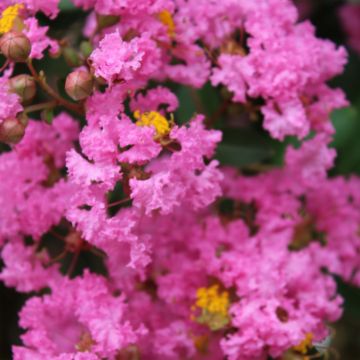 Chinesische Kräuselmyrte Jacqueline Desmartis - Lagerstroemia