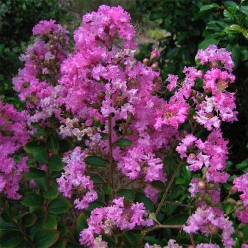 Lagerstroemia indica Jeanne Desmartis - Lilas des Indes