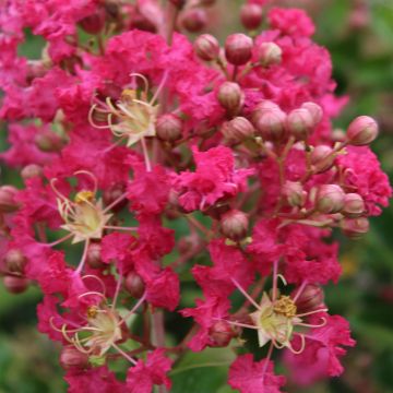 Chinesische Kräuselmyrte Margaux - Lagerstroemia