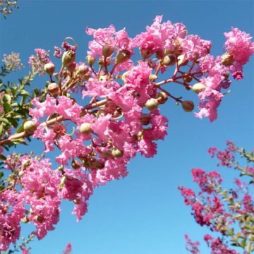 Chinesische Kräuselmyrte Monbazillac - Lagerstroemia