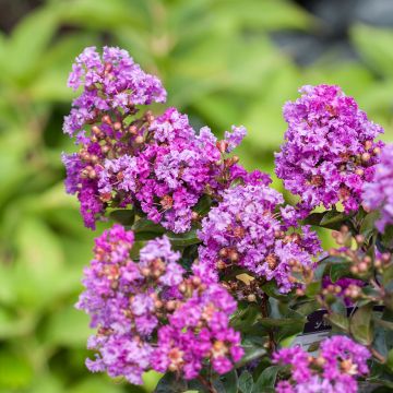 Chinesische Kräuselmyrte Purple Magic - Lagerstroemia