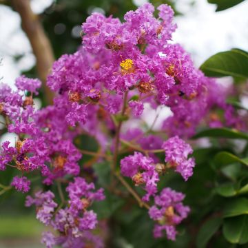 Chinesische Kräuselmyrte Pecharmant - Lagerstroemia