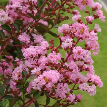 Chinesische Kräuselmyrte Pink Grand Sud - Lagerstroemia