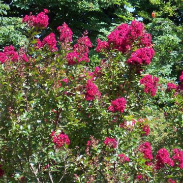 Lagerstroemia indica Red imperator - Lilas des Indes