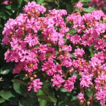 Chinesische Kräuselmyrte Rose Indien - Lagerstroemia